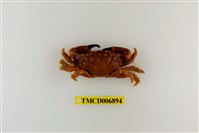 藏品(光輝瘤蟹)的圖片